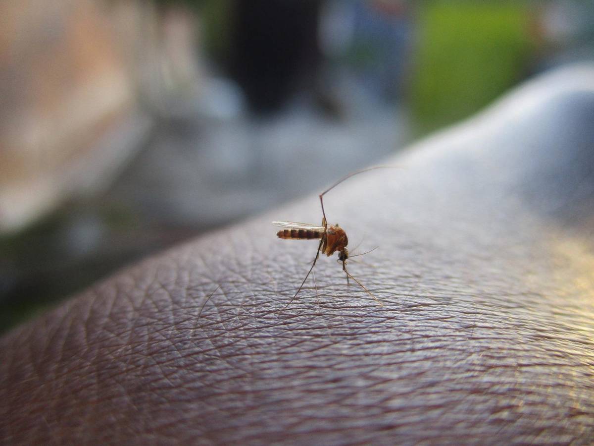 Nikt nie lubi komarów, ale komary lubią nasz zapach &#8211; zwłaszcza zmieniony chorobowo

